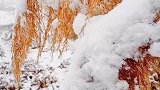 下雪了…你那里冷吗！好想约你来看雪