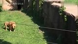 雄狮的跳跃能力，技惊四座的表演