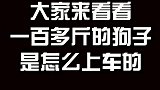 100多斤的金毛是怎么挣扎着上车的
