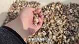 给80斤德牧相亲的途中，偶遇只紫红寄居蟹，龙虾与海螺的后代