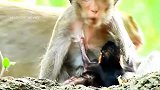 卡尔文太可怜了，奶全被另一只猴子霸占，拼劲吃奶的力气都没吃着