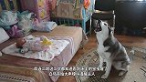 狗狗和宝宝合作偷零食,不料老妈突然过来了,狗狗的举动让人笑喷