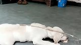 主人整蛊自家狗狗，拉布拉多：嗯哼？你当我是那二哈啊！