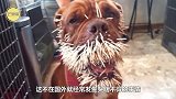 狗子被蜜蜂蛰成猪头，又可怜又好笑，哈哈哈哈！