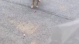 路边发现一只流浪狗，属实很心疼，必须喂一下