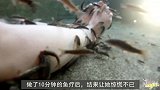 女子趁老板不注意，做了10分钟的鱼疗，结果令她不知所措！