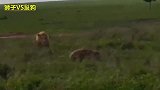 狮子VS鬣狗，狮子咬断鬣狗脊椎，鬣狗直接四驱变前驱，真是悲惨