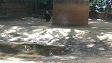 小可爱真的太喜欢玩水