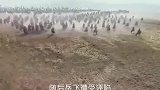 一为什么岳飞被杀，岳家军无一人为其报仇