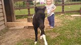 爸爸送给小女儿一匹小马驹，俩娃一见面就成了朋友，好的形影不离