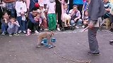 猴子会溜溜车