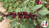 路边发现一种红色“野果”，真漂亮，大家看看有什么作用？