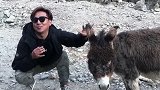 自驾西藏，下了怒江72拐，这边特有的长不大的小驴，很可爱