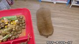 最爱吃饭的小朋友