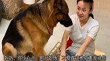 女主练瑜伽，狗子见其要摔倒直接上前去救女主，太暖心了