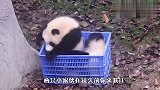 两只熊猫宝宝正在抢玩具，不料被过路小伙伴撞见，下一秒笑哭了