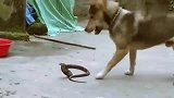 眼镜蛇自不量力，想吃掉中华田园犬，却被狗子活活咬死
