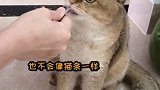 这样看来，懒人还是挺适合养猫的，对吧？vlog日常