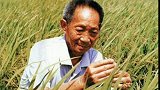 袁隆平团队迎双季亩产3000斤测产，再次向新纪录出发冲刺！