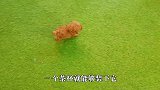 可爱的茶杯犬由来，当你看完后，你还愿意花钱购买茶杯犬吗