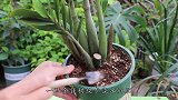 养金钱树先把地下“器官”养好，长芽长叶都简单了