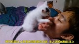 小奶猫趴在主人的脸上卖萌，你见过吗？太可爱了