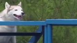 二哈去当警犬，随时准备罢工！