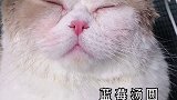 你最爱吃哪个馅的汤圆呢？我的元宵故事爱宠治愈季 2021新春日记