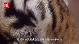 豹子误闯老虎领地，下一秒就被老虎盯上了！老虎：今天晚餐有了