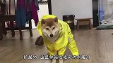 我就想问问卖家，你打算让我用鞋带勒秋裤吗