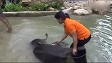 饲养员给小象洗澡,小象洗完澡还舍不得让饲养员走,太粘人了!