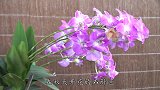 一种“灰”制作简单粗暴，撒在石斛兰盆里，花开“如有神助”