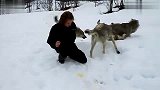 户外猎奇-20120327-难以置信！女孩与狼群温馨团聚