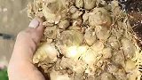 它是香水的提取材料，开花香味十足！#养花 #盆栽 #香水