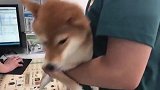 铲屎官带柴犬去打针，还没开始打就吓成了这样，笑翻了