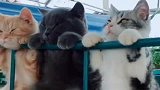猫咪三剑客，你们仨把杠都压变形了！