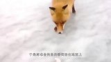 战士巡逻时救下一只白狐，从此白狐与战士一起守边防，太感人了