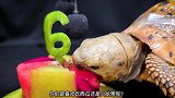 大乌龟过6岁生日，独自吃完美味蛋糕，还许了个愿