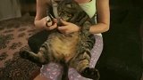 主人给猫咪剪指甲，没见过这样配合的，剪完手马上给脚