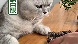 猫咪：想让我下厨请直说，何必为难本喵！