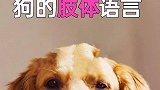 狗的肢体语言，你还知道哪些？