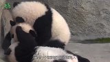 熊猫宝宝受了委屈，哭唧唧地找奶爸求安慰，心瞬间被萌化！