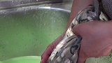 紫菜海蛎饼这样做香而不腻，配料简单，味道鲜美，真的太好吃了