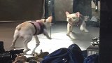 斗牛犬：这家伙穿我的戴我的，还敢吼我