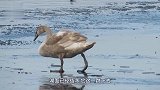 湖面有只母天鹅，公天鹅看见后一头扎进水里，下一秒千万憋住笑！