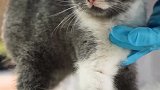 新手养猫的最佳选择，所以你爱了吗