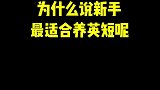 新手养猫的最佳选择，所以你爱了吗