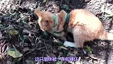 没想到猫与猫之间居然没有感情，同伴处于生死危机中也不帮忙！