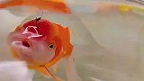 蚊子趴在金鱼脑门上叮咬