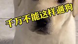 这样遛狗可能就会要它的命